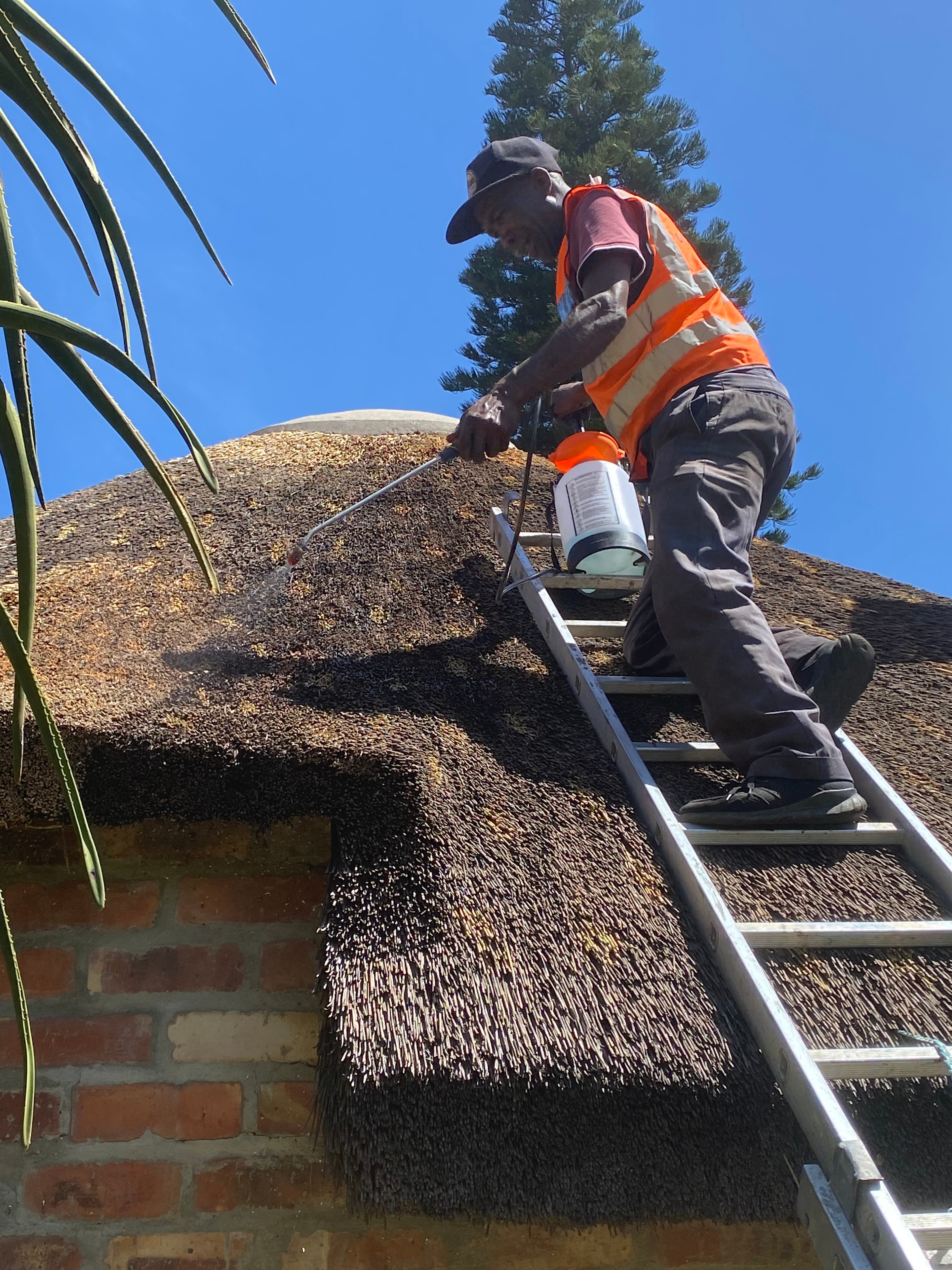 Thatch Artisans technician applying fire retardant treatment to a thatched roof